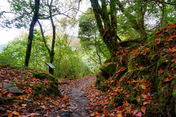 檜山巨木森林步道481504