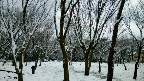 陽明山遊客中心，童軍活動中心賞雪趣30087