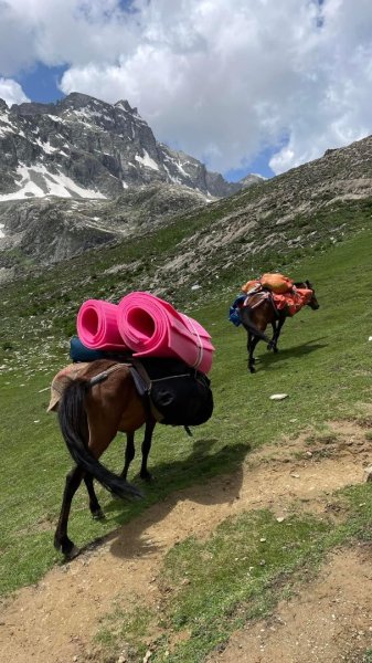 喀什米爾/馬牛羊駱駝動物寫真2565806