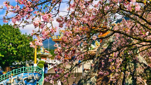 #綠繡眼 訪花 #吉野櫻 #天元宮 #楓樹湖 03162736719