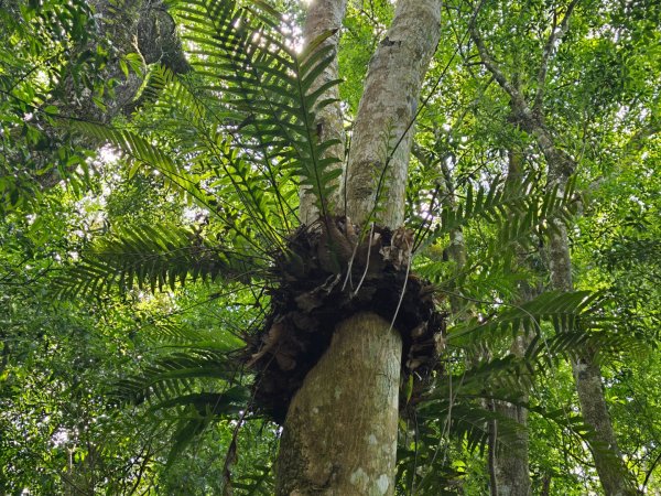 夏日的馬那邦山2786843
