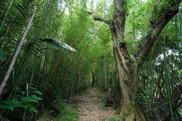 桃園 復興 枕頭山、阿姆坪山2794096