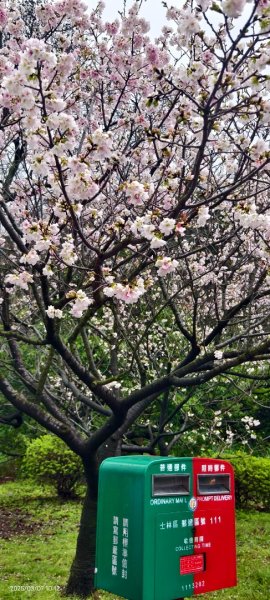 陽明山趴趴走 - 賞櫻花 3/72729258