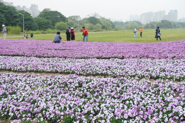 古亭河濱公園紫色花海1286088