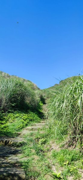 20230527 風櫃嘴-魚路古道-金山2252678