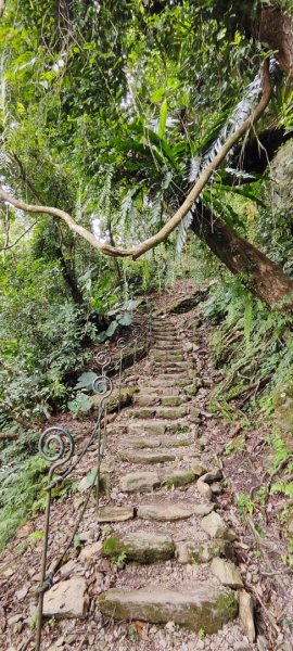 花蓮瑞穗．富源國家森林遊樂區景觀步道202602203013174