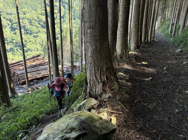 大雪山林道-屋我尾山O繞 202506152816271