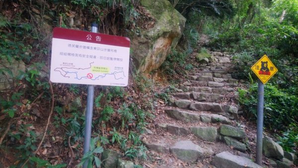 寬大好走的東卯山步道1840564