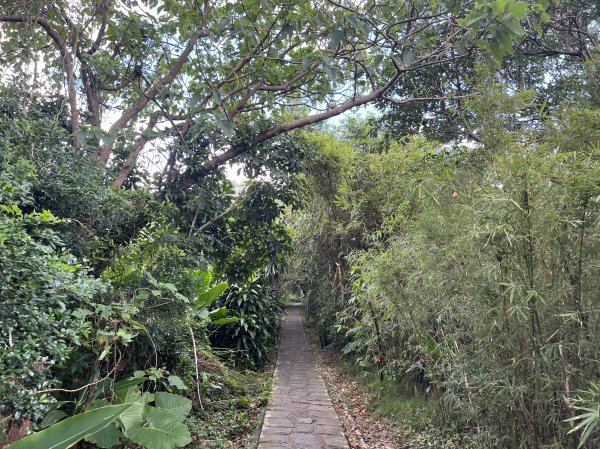 2024_1020 貴子坑親山步道2634251