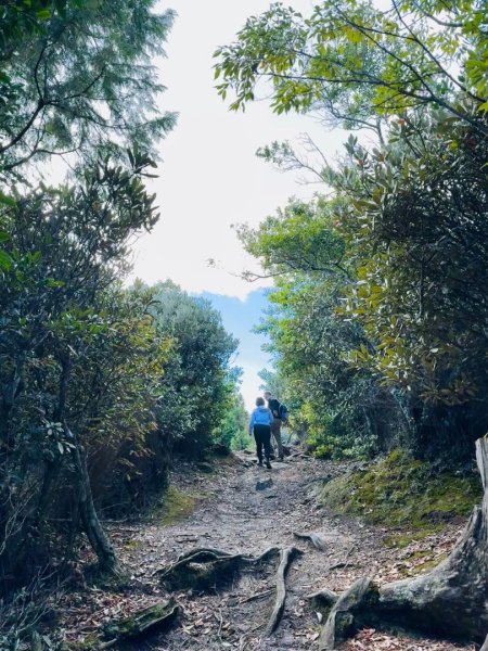 觀霧-榛山步道2926009