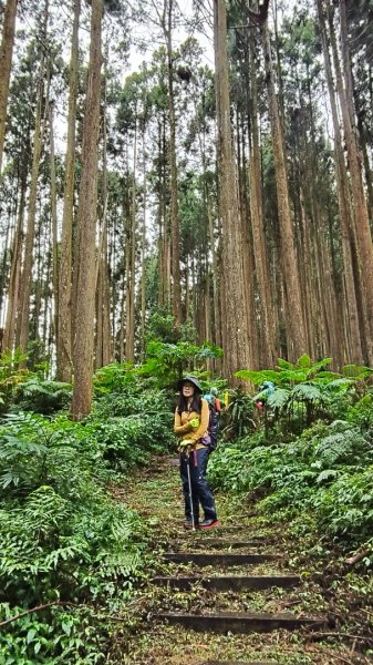 神阿縱走~台灣難抵極~大塔山2971402