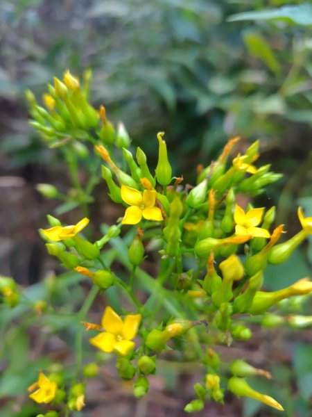 多納六秀 足母山 鬼斧神工一線天 德德山2953047