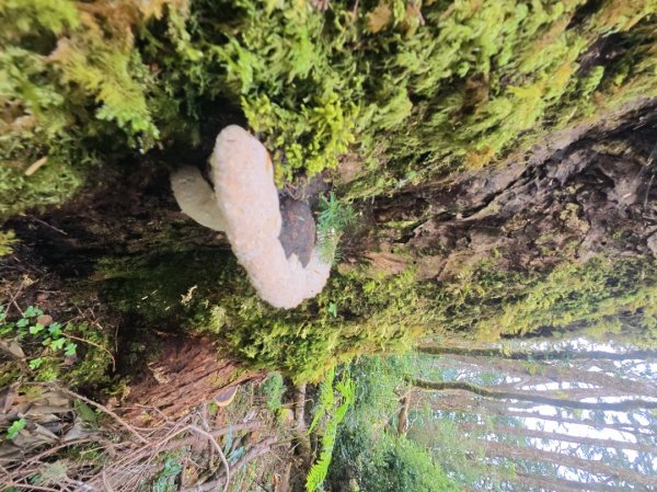 20251004-06戒茂斯嘉明湖2914185