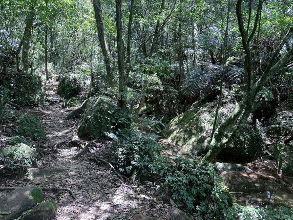 台北大縱走第四段2766844