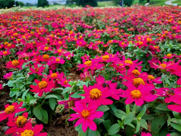 ［美堤河濱公園］［花海］（2023/10/9）2308088