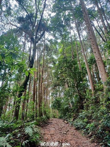 【台中和平】柳杉孟宗竹香杉步道林相豐富。 長壽山(肥崠山)山徑2880623
