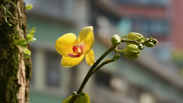 哈哼花（抱壁蟑螂）3034040