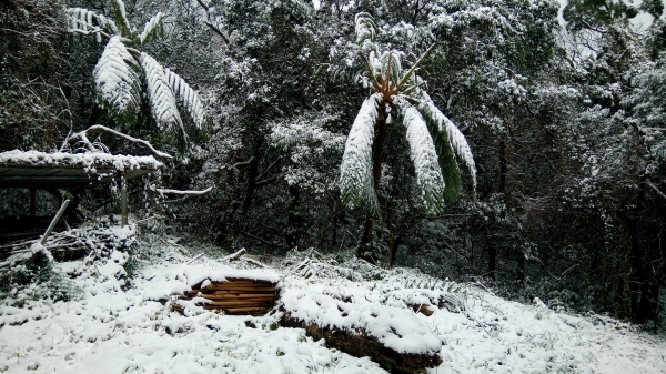 陽明山遊客中心，童軍活動中心賞雪趣30089