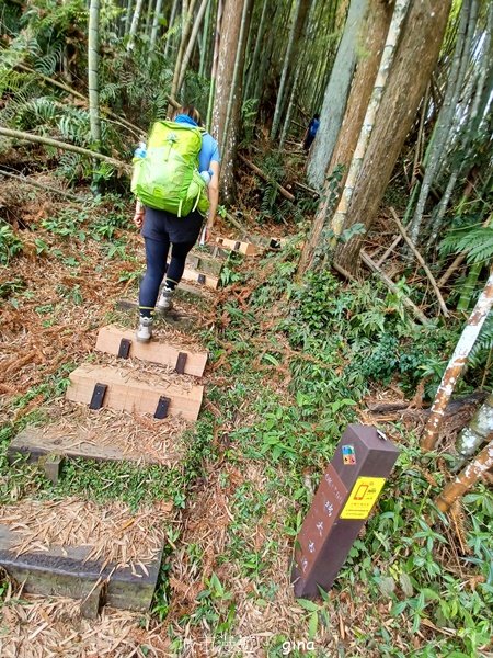 【嘉義梅山】雲霧裊裊似仙境。 瑞太古道 x大風埕觀日峰x油車寮步道2557806