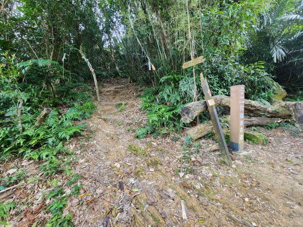 20250323慈湖草嶺山 ~ 五寮尖2781013