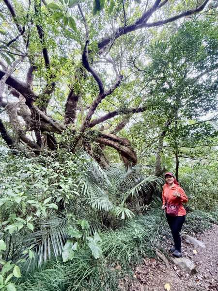 雙流帽子山悠遊  2025.01.032688543