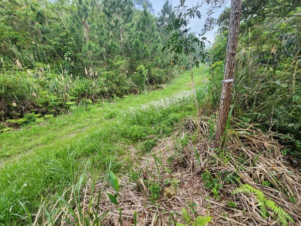 20250419蕩跋山劉家界山老社寮山新富山2936204