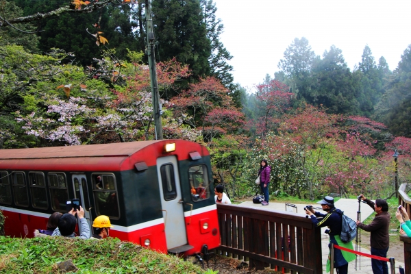 阿里山櫻花 唯美詩韻 ~ 高山+鐵道+神木+湖水 ...265516