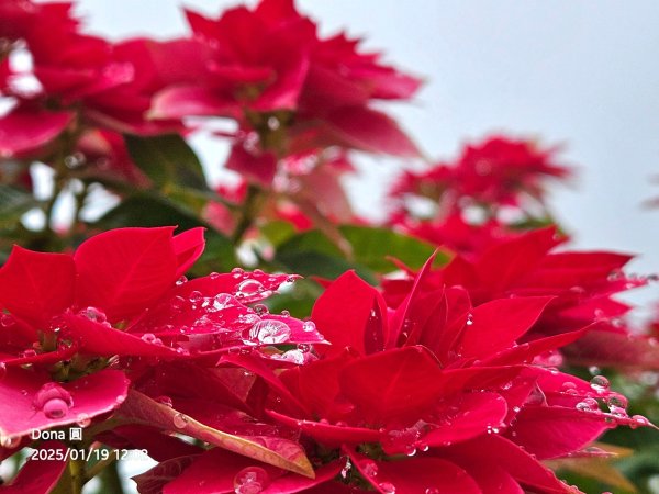 小百岳馬那邦山(H1407m)加碼採草莓2694687