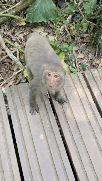 【柴山、壽山、萬壽山，到底哪個才是你！🤣🤣】走一座可以映照出高雄不同時期歷史軌跡的山。3025859