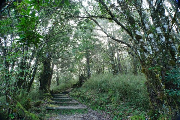 宜蘭 大同 望洋山、翠峰湖步道、山毛櫸步道2880726