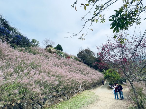 20250224 南投粉紅山丘麝香木秘境2743814