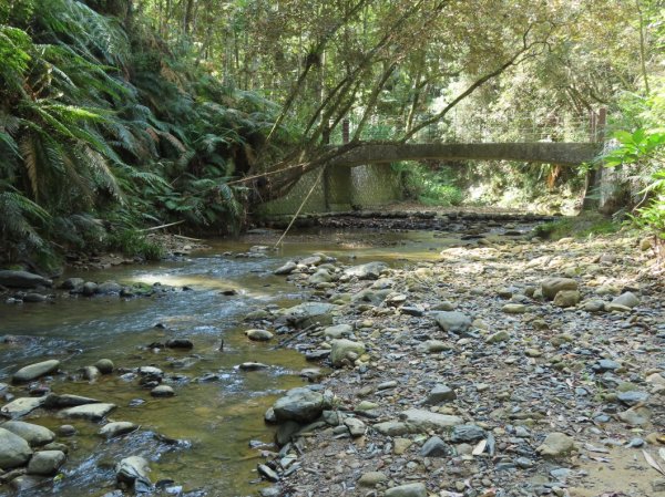 澀水森林步道(+水上瀑布)2915730