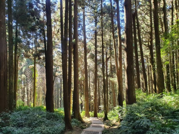 奮起湖大凍山步道（小百岳）1178879