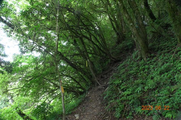 臺東 海瑞 戒茂斯山2193163