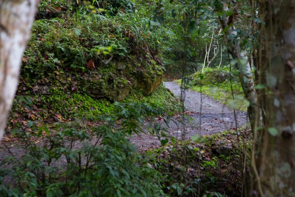 【花蓮】瓦拉米步道春遊823352