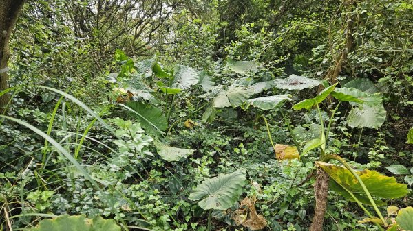 20260320永公廢棄水廠-永公路-小草山西南-1ICRT電台-中庸一路-中庸五路-新安路3022423