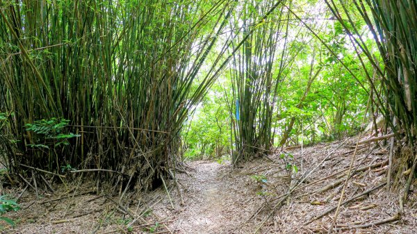 向北的龜溪縱走。評耶哀2777737