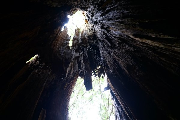 【輕忽】【大安溪神木】2695053