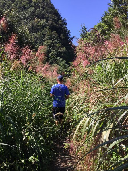 台灣小百岳#020-獅仔頭山447193