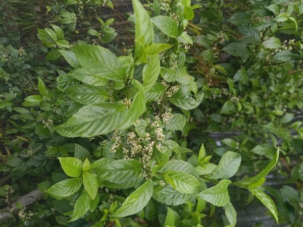 梅山鄉撿山頭2449443