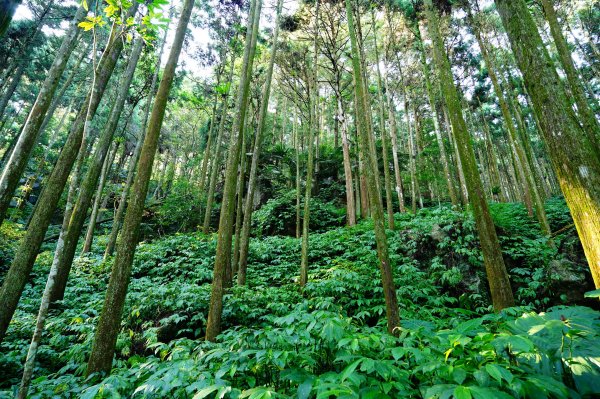 苗栗 南庄 光天高山、向天湖山3073672