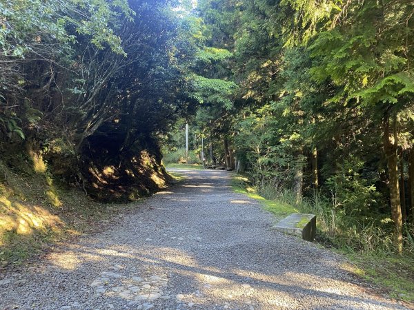 觀霧森林遊樂區（榛山及檜山巨木步道）3060126