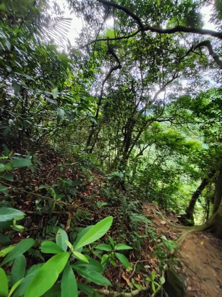 關西赤柯山、東獅頭山步道2262836