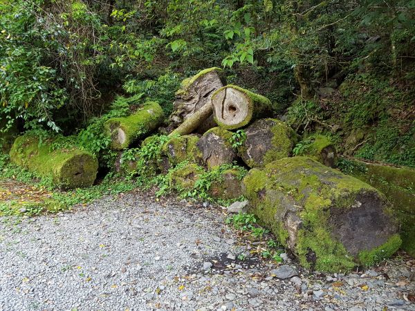 拉拉山國家森林遊樂區106/04/29121426