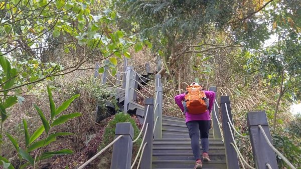 (姨婆趴趴走)第三集:台中新田登山步道、聚興山、大胡山環狀縱走2104974