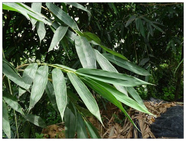 大坑/觀音山(小百岳)626910