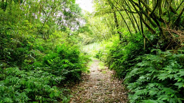 桶後越嶺古道2876920