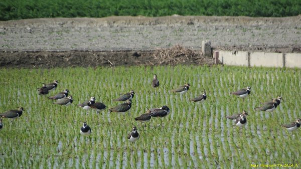 《雲林》越冬賞鳥｜元長小辮鴴及椬梧滯洪池週邊202401262410741