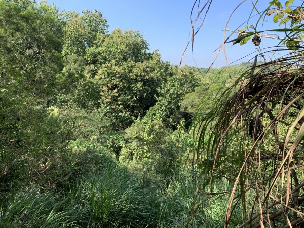 20251115台南大尖山2938090