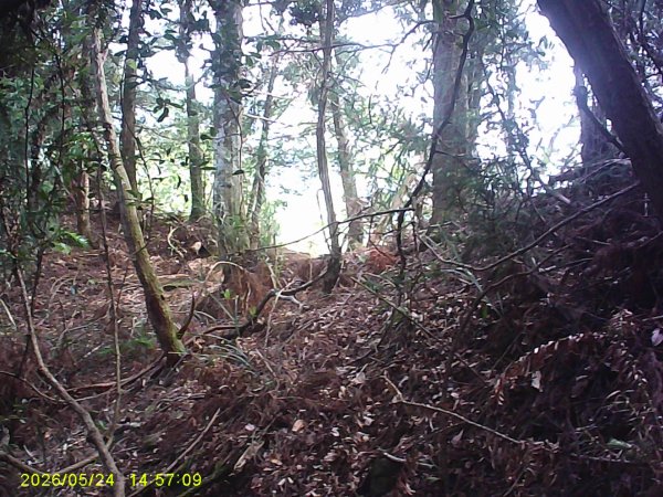 台21號公路的同富(埔沙)山3061835